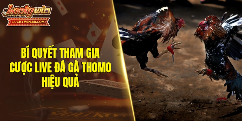 Bí quyết tham gia cược live đá gà Thomo hiệu quả