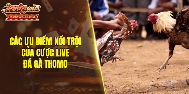 Các ưu điểm nổi trội của cược live đá gà Thomo