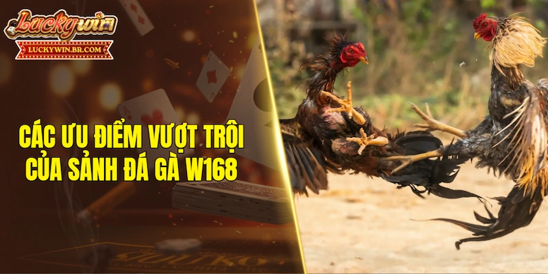 Các ưu điểm vượt trội của sảnh đá gà W168