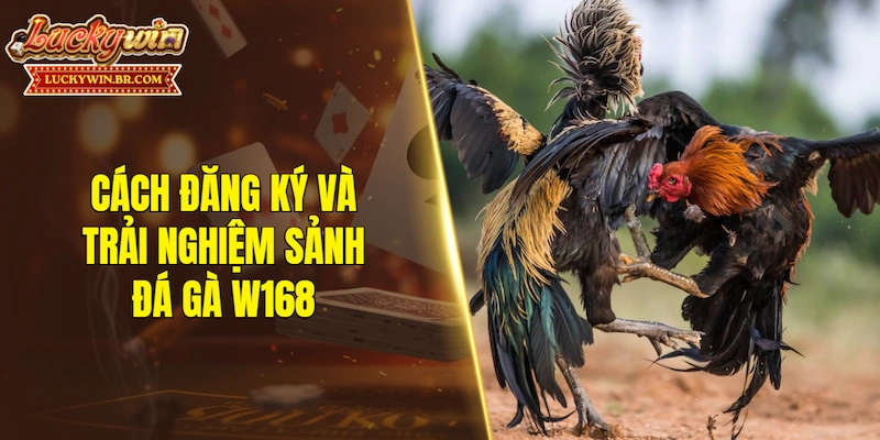 Cách đăng ký và trải nghiệm sảnh đá gà W168