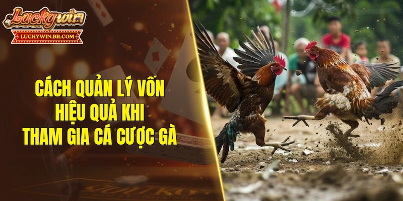 Cách quản lý vốn hiệu quả khi tham gia cá cược gà