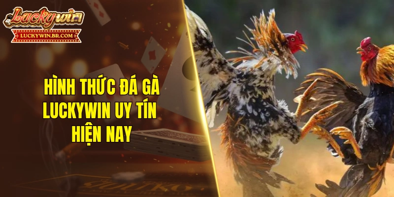 Hình thức đá gà LUCKYWIN uy tín hiện nay