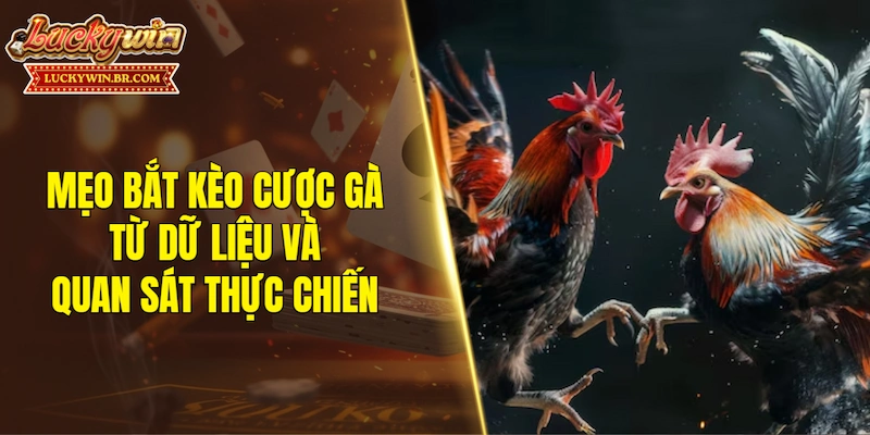 Mẹo bắt kèo cược gà từ dữ liệu và quan sát thực chiến