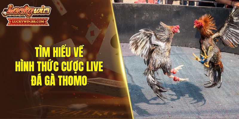 Tìm hiểu về hình thức cược live đá gà Thomo